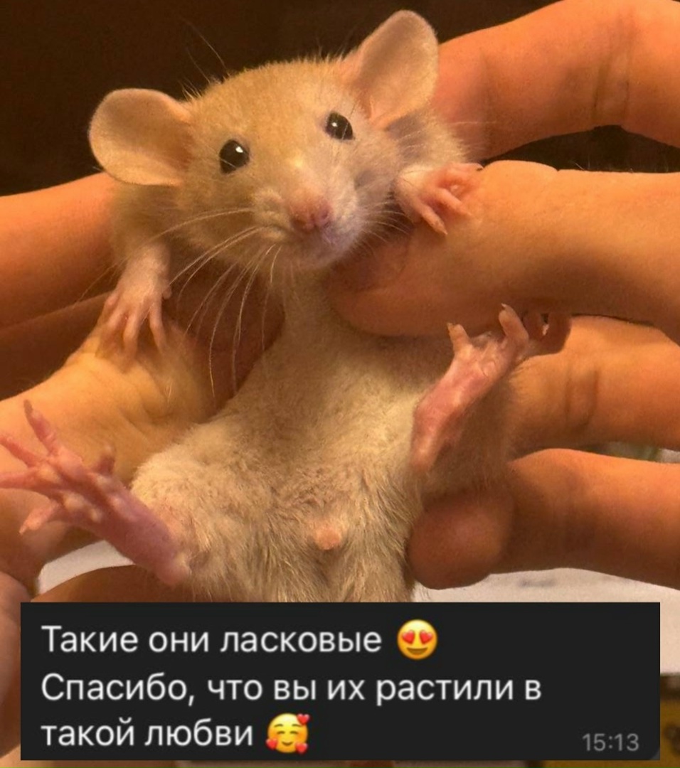 Отзыв 1 на Авито