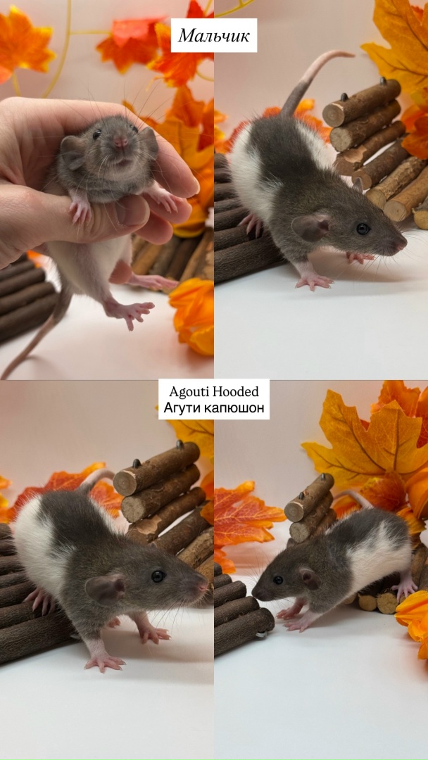 Крысенок девочка