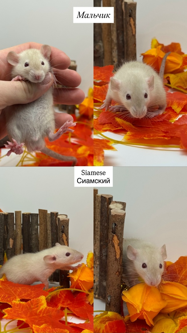 Крысенок мальчик