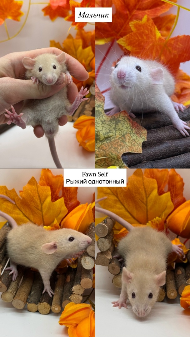 Крысенок мальчик