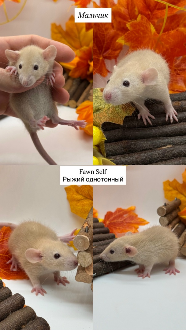 Крысенок мальчик