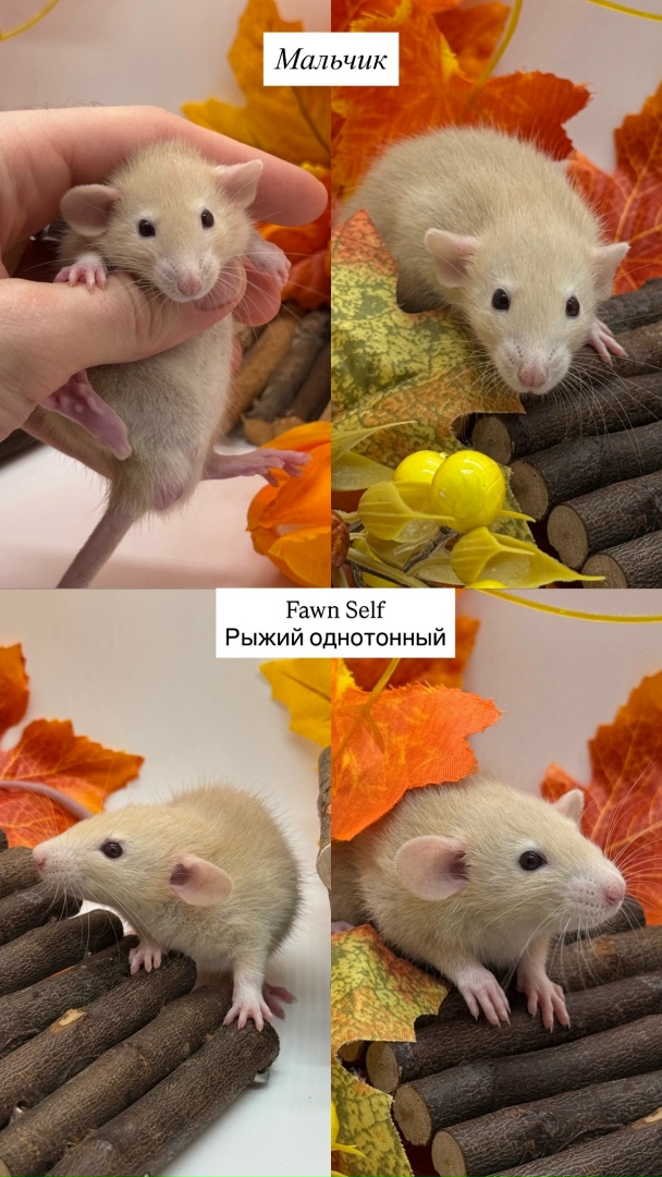 Крысенок мальчик