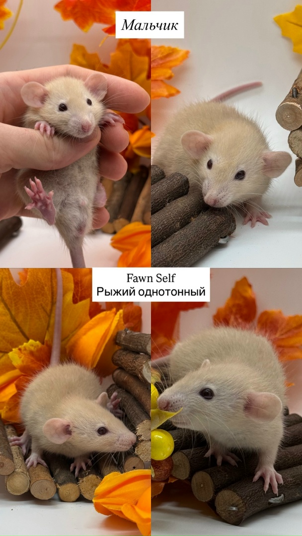 Крысенок девочка