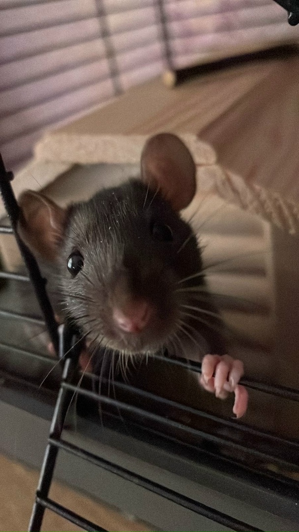 Выпускник 2