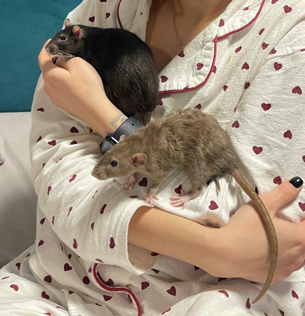 Выпускник 5