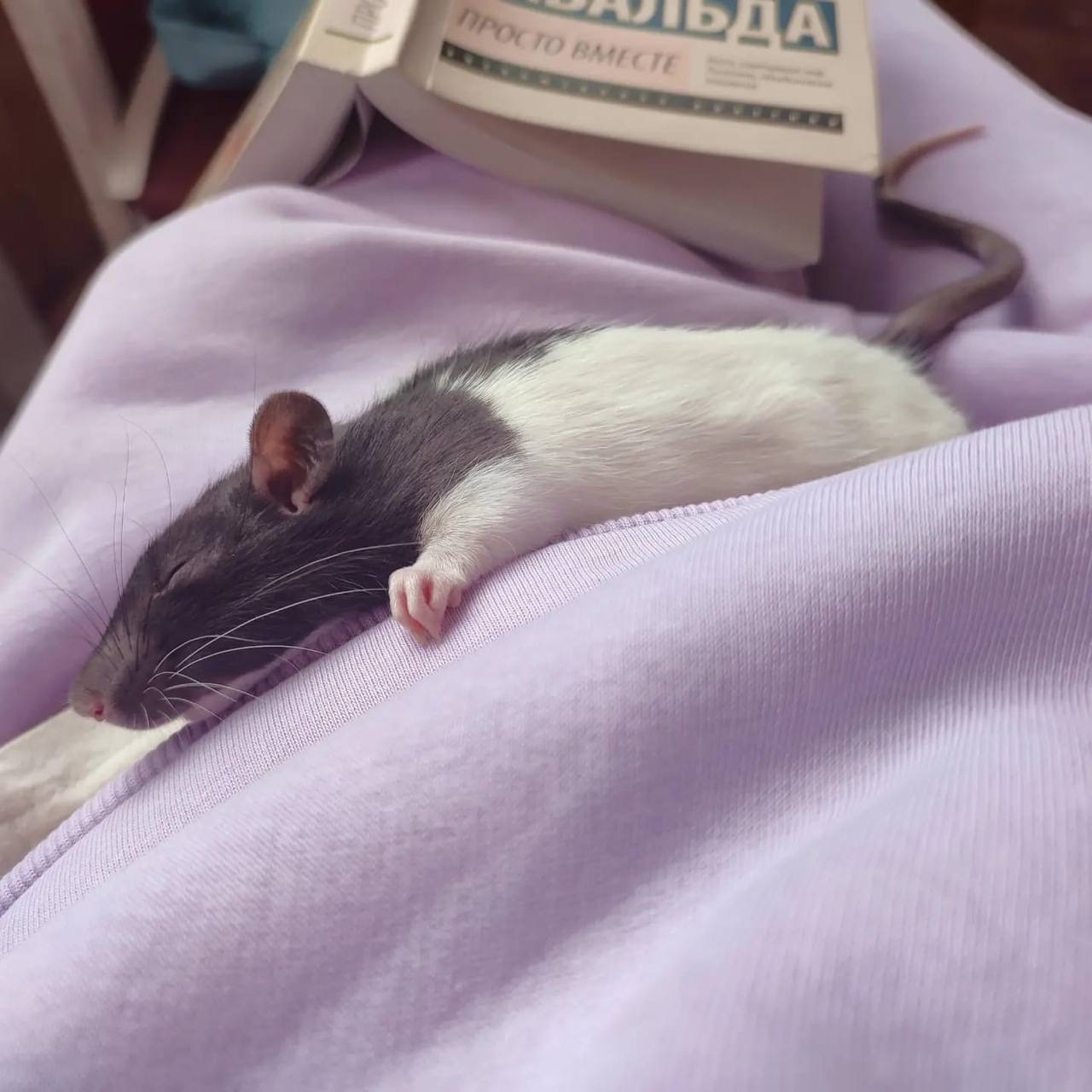 Выпускник 7