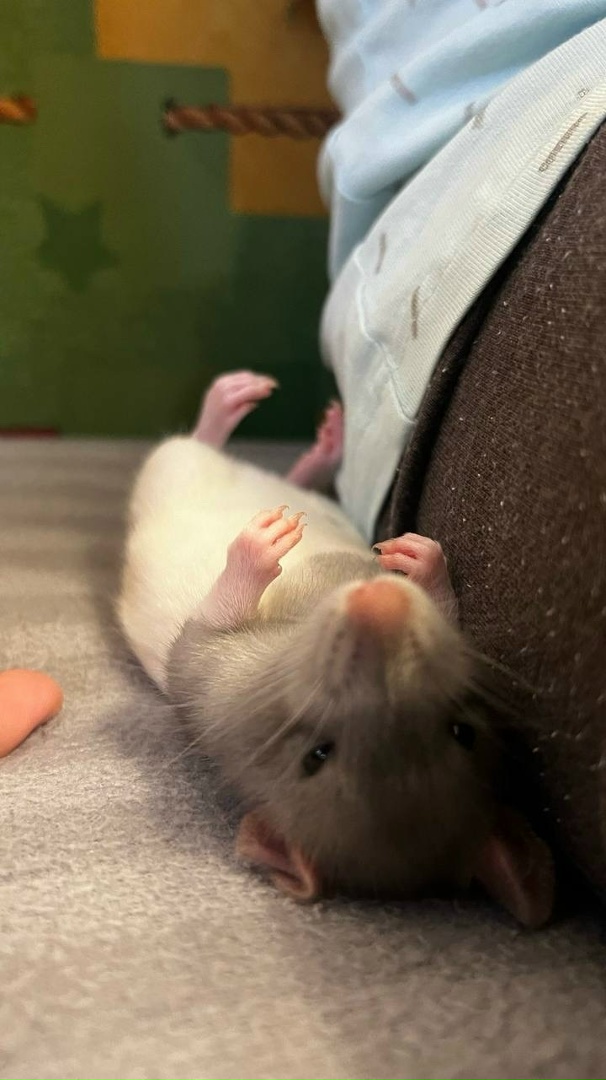 Выпускник 8